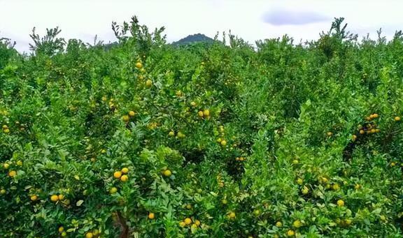 加那利群岛的农业发展历史(图1)
