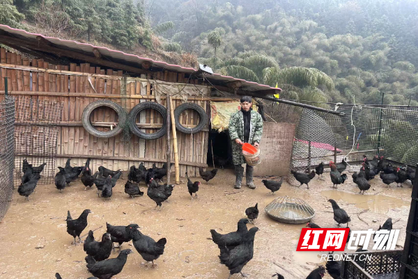新春走基层·小镇青年丨90后返乡创业“新农人”贺才东：坚守绿色理念打造生态农业(图1)