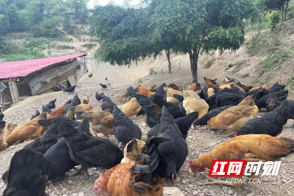 新春走基层·小镇青年丨90后返乡创业“新农人”贺才东：坚守绿色理念打造生态农业(图2)