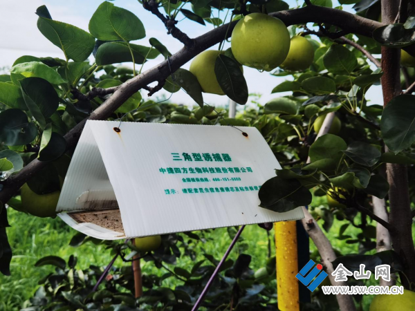 江苏扬中：念好绿色“发展经”逐“绿”而行农业兴(图4)