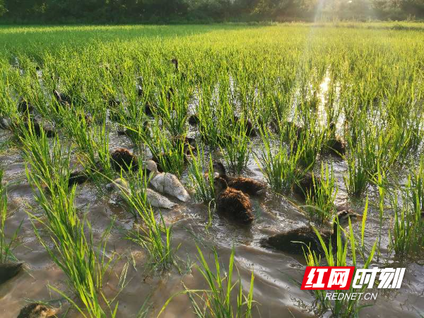 新春走基层·小镇青年丨陈小龙：跃过“龙门”回“农门”逐梦高品质生态农业(图2)