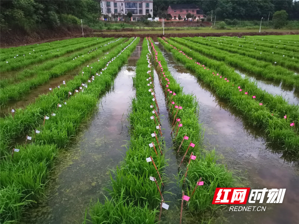 新春走基层·小镇青年丨陈小龙：跃过“龙门”回“农门”逐梦高品质生态农业(图4)