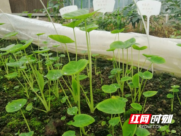 新春走基层·小镇青年丨陈小龙：跃过“龙门”回“农门”逐梦高品质生态农业(图7)