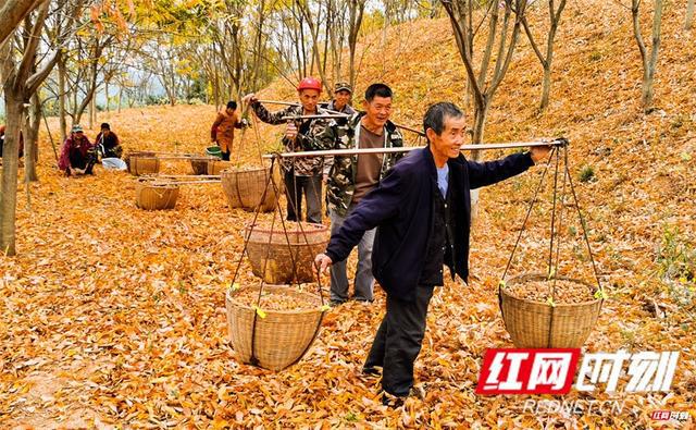 湖南石门：林业科技员为无患子生态产业增添“新活力”(图2)