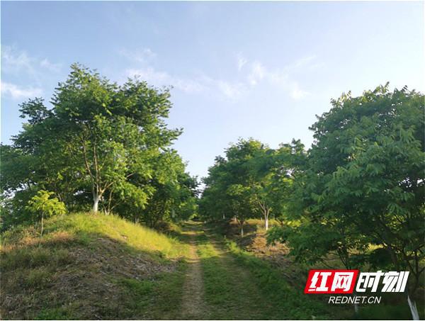 湖南石门：林业科技员为无患子生态产业增添“新活力”(图1)