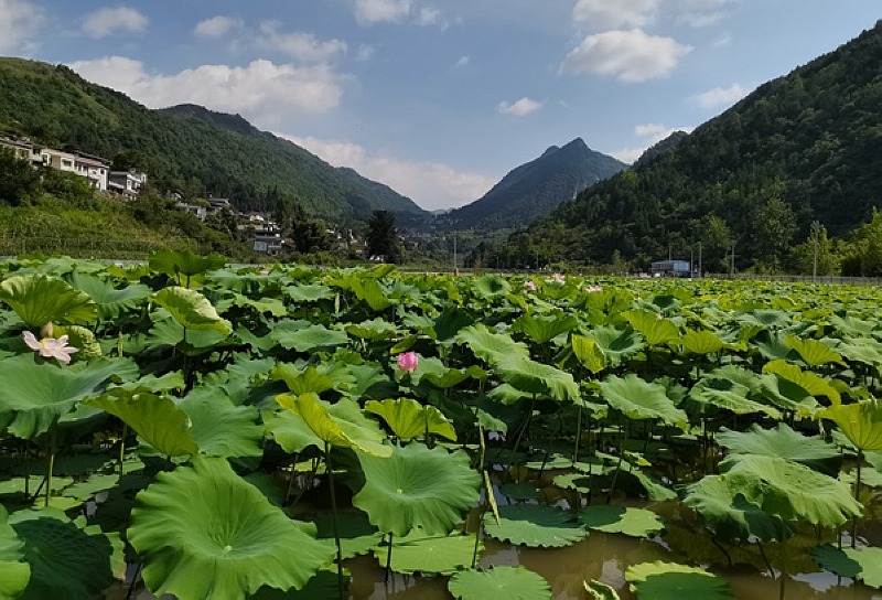 贵州：守绿换金生态循环农业焕新颜(图1)