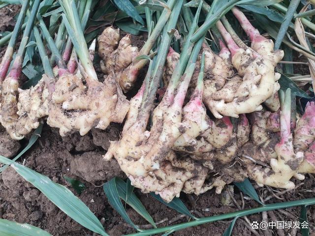 蒋高明：生态农业的概念和边界是什么？(图3)
