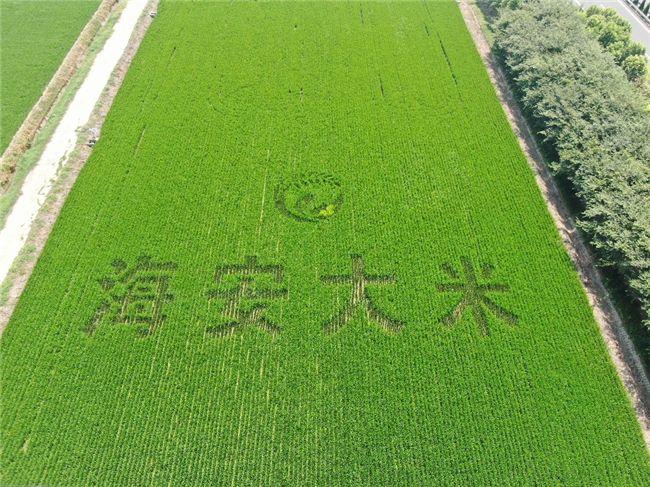 海安国家现代农业产业园：绿色生态种养绘就农业可持续发展新篇章(图1)
