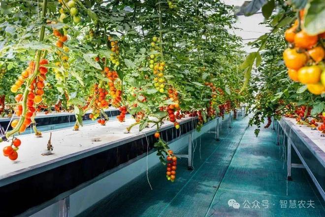带你去探访安徽这座智慧农业菜篮子”(图4)