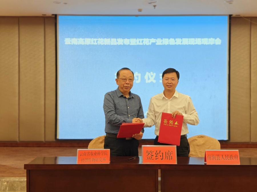云南南涧：科技“吹”开滇红花专家助力新产业_新华网(图4)