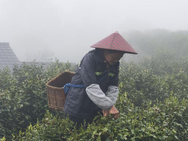 农业生产有“智慧”茶生梯地：人文景观背后的生态智慧(图1)