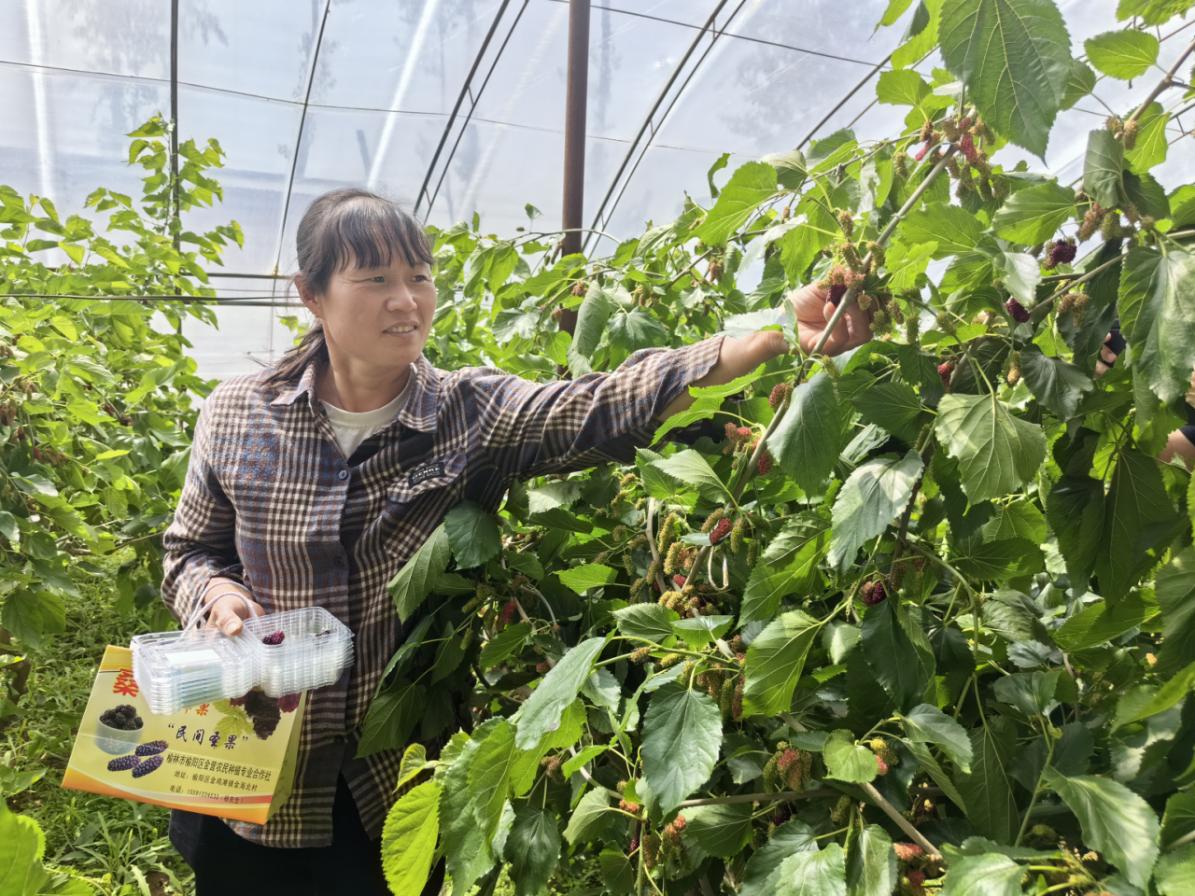 希望的田野奋进的力量陕西榆林农业高质量发展巡礼(图8)
