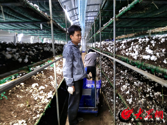 鄄城县：生态农业带动农民就业增收助推乡村振兴_鄄城_大众网(图1)