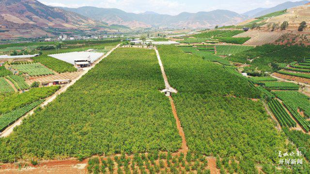 美好生活在云南｜大理宾川：环保酵素种出生态水果(图5)