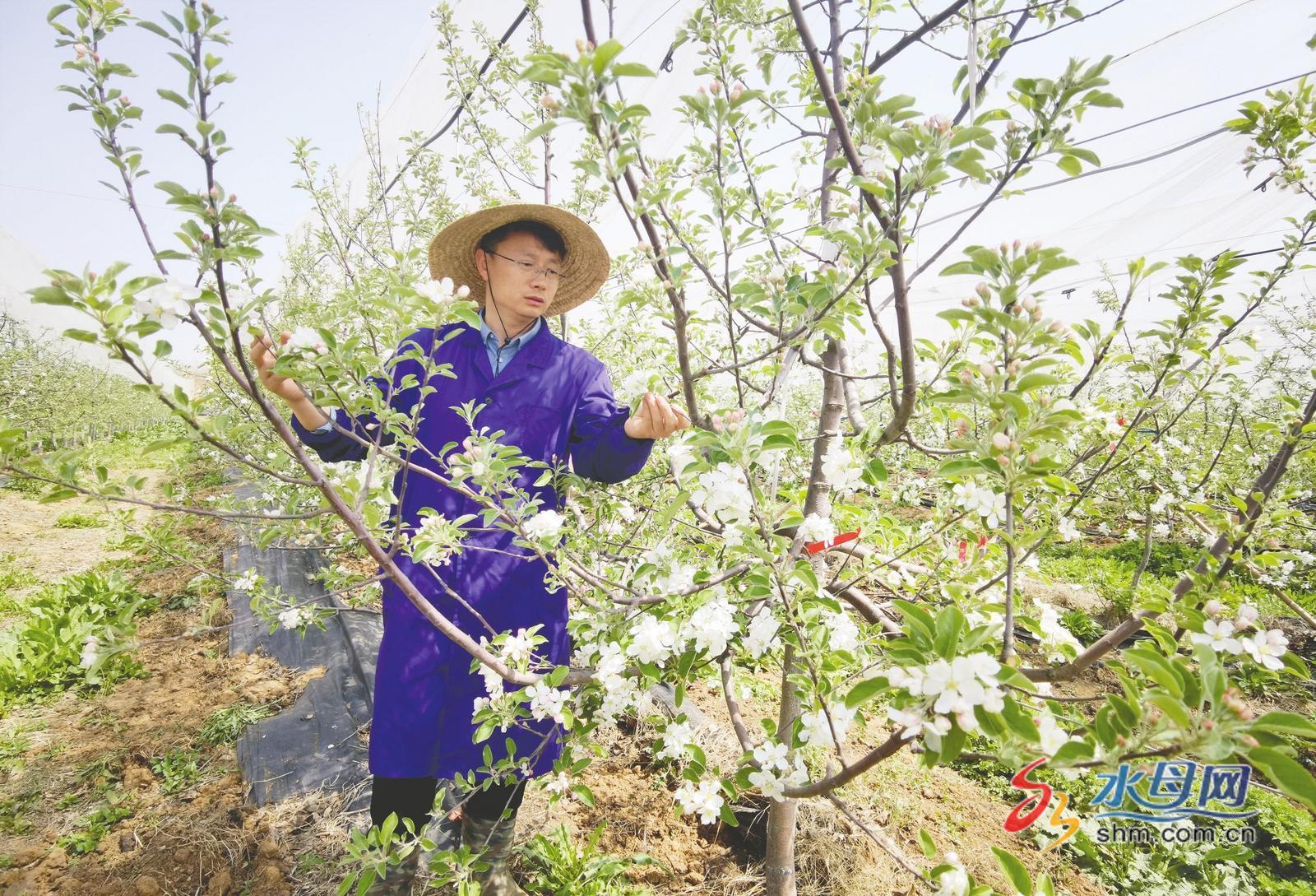 现代苹果种植生态化+数字化种出的苹果更安全、更好吃、更好看——烟台迈进果业50时代(图1)