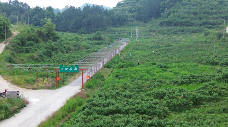 湖南新邵：以优质生态农业发展环境促蓝莓产业丰收(图1)
