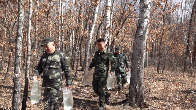 【产业加林】立足生态优势推进强企富民——加格达奇林业局林下产业蓬勃发展(图5)