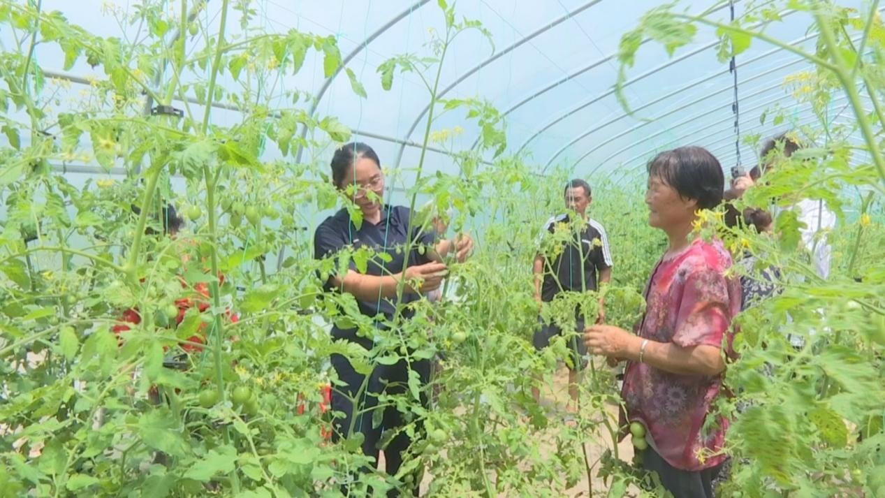 邵阳市大祥区：党建红田间绿绘就农业发展新画卷(图1)