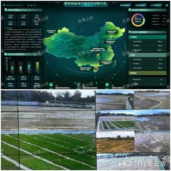智慧农业新篇章：托普云农耐盐碱水稻科研基地全解析(图3)