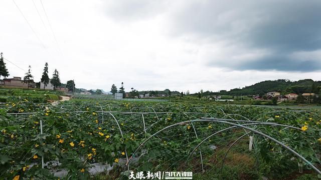 向新黔行④｜麻江：发展山地特色农业助力乡村振兴(图1)