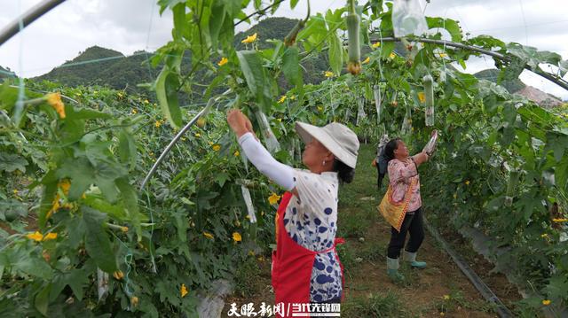 向新黔行④｜麻江：发展山地特色农业助力乡村振兴(图2)