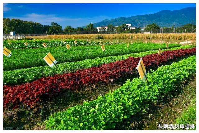 生态农业的关键是如何解决(图2)