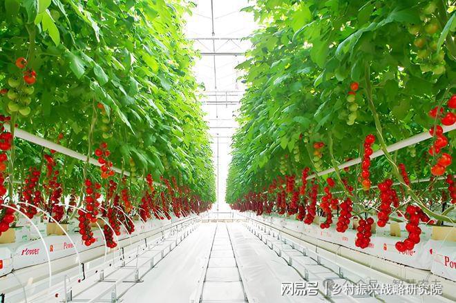 设施农业的发展历程与中国农业现代化的探索(图2)
