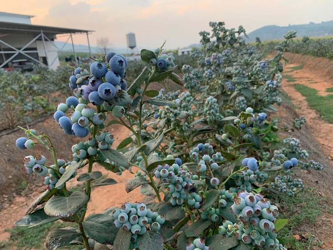 大棚未来10大暴利种植(图2)