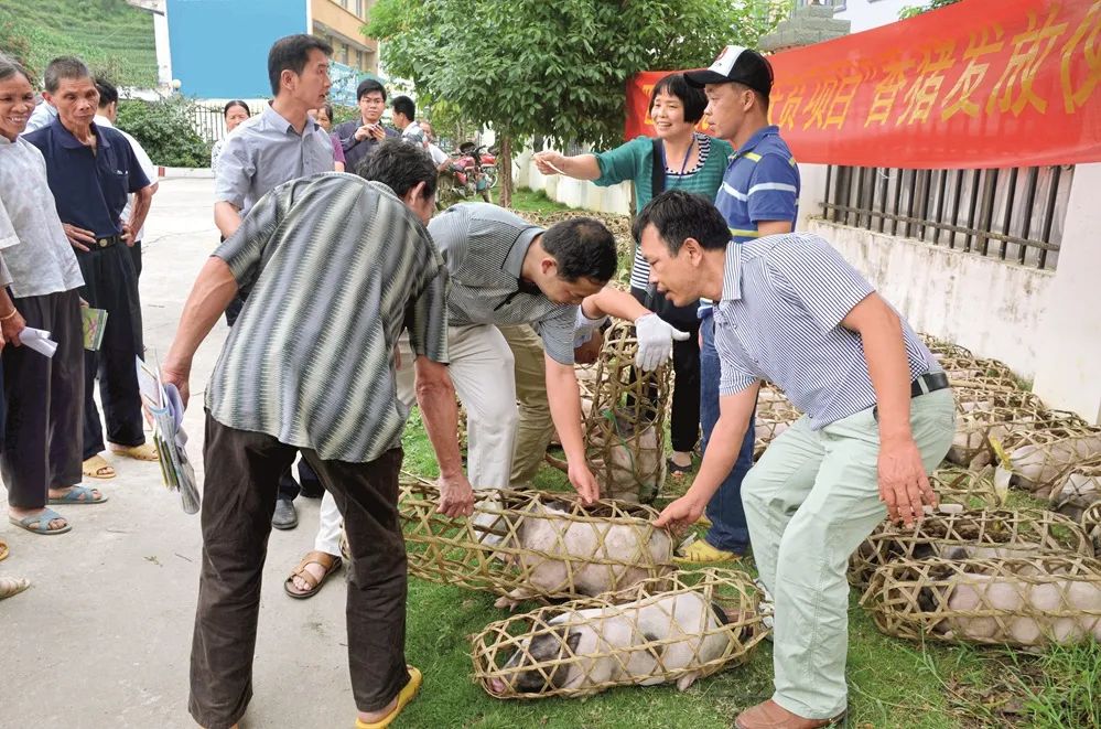 巴马香猪“香飘万里”(图1)