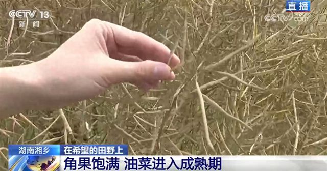 科技赋能农业生产描绘出一幅幅“数字耕作图”希望的田野“新”潮澎湃(图1)