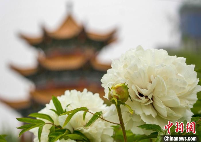 临夏千年牡丹有千面：文化根脉与产业新枝互融共兴(图1)