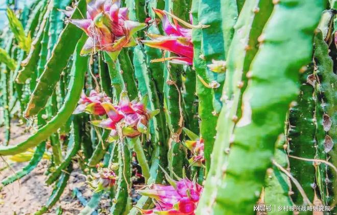 农业旅游中特色种植的成功案例研究(图3)