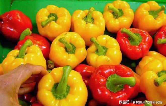 农业旅游中特色种植的成功案例研究(图4)