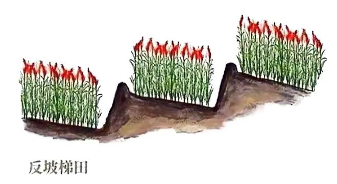【农业地理】高考地理中的梯田！鱼鳞坑和鱼鳞坝(图13)