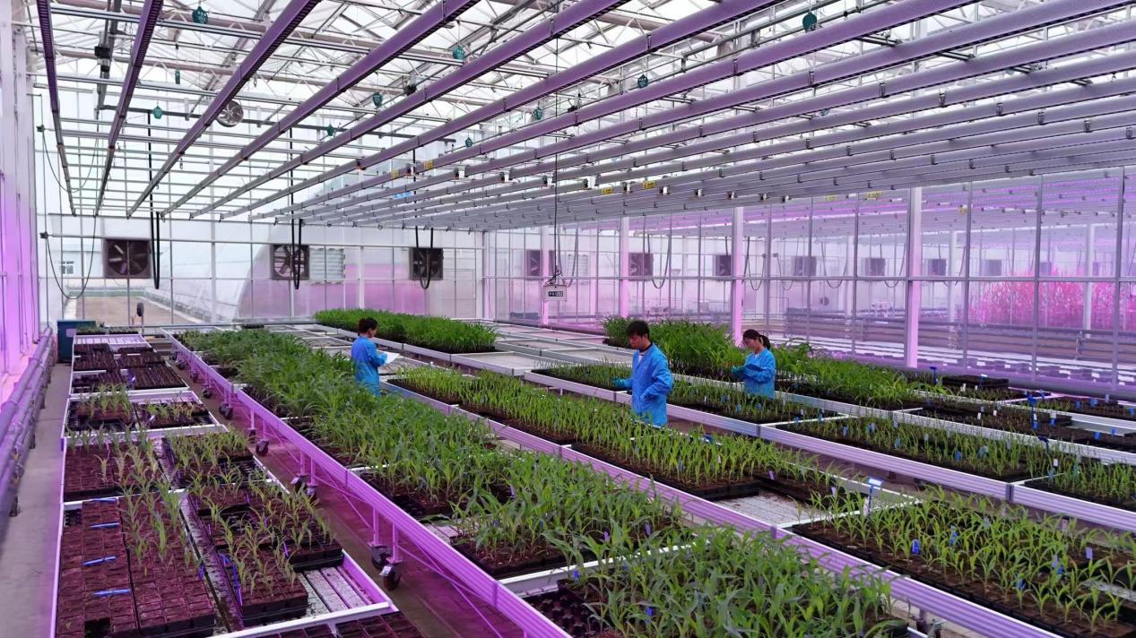 【战新产业“百大工程”】中国中化以科技创新赋能生物种业打造农业新质生产力(图1)