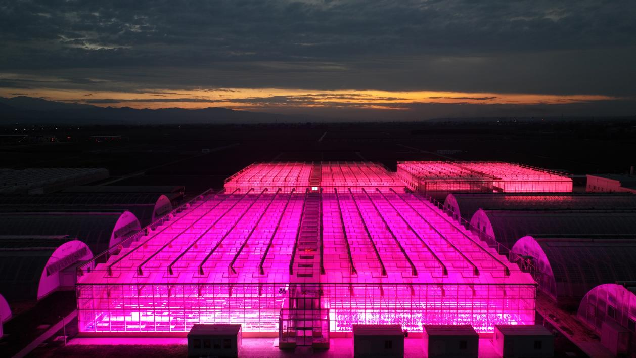 【战新产业“百大工程”】中国中化以科技创新赋能生物种业打造农业新质生产力(图2)
