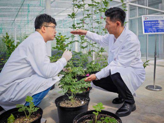 强农先锋丨金炳奎：科技育种守护农业“中国芯”(图3)