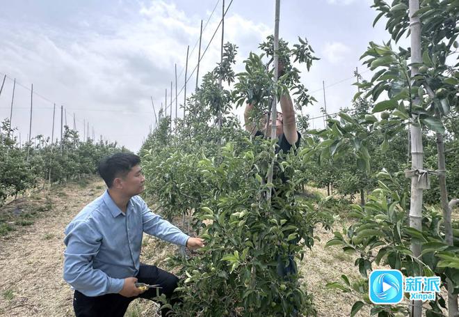 乡村全面振兴走在前新质农业看潍坊·新农人丨致富“带头人”种出“黄金果”(图2)