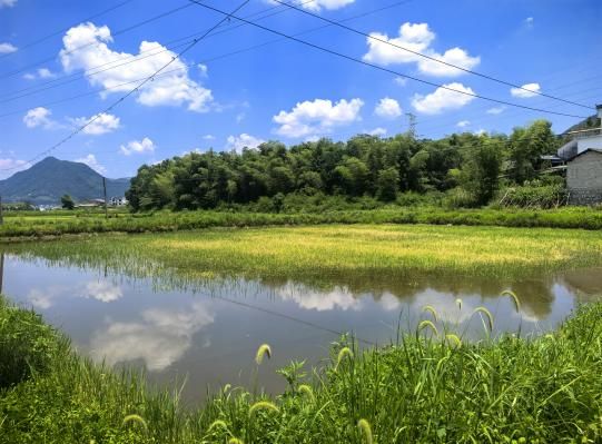 安农大“乡聚黄山‘渔’”团队：深耕渔农一线科技赋能乡村振兴(图1)