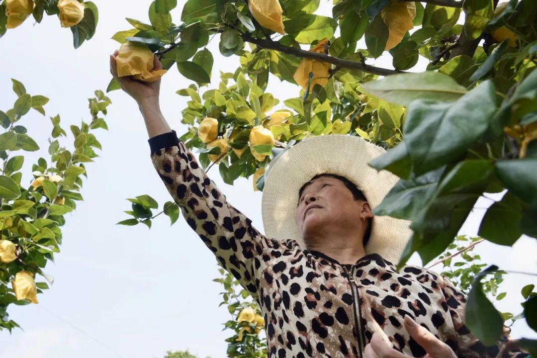 郊区周潭镇金凤凰生态农业园：梨园丰收忙线上线下销售旺(图2)