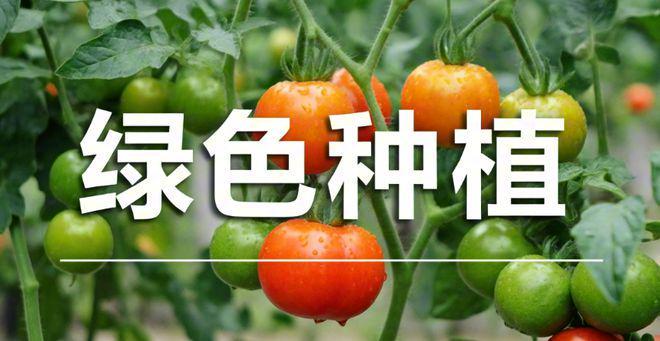 喜跃发生态园：科技“魔法棒”点亮乡村致富“星河”(图4)