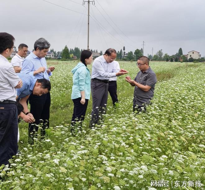 生态农业新实践！专家团赴沅江考察蛇床草与水稻轮作模式(图1)