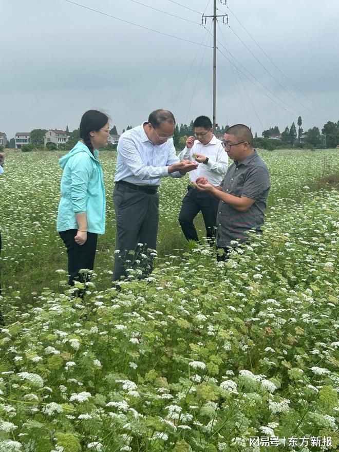 生态农业新实践！专家团赴沅江考察蛇床草与水稻轮作模式(图2)