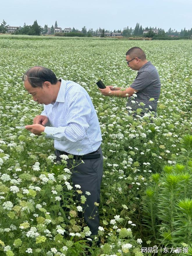 生态农业新实践！专家团赴沅江考察蛇床草与水稻轮作模式(图3)