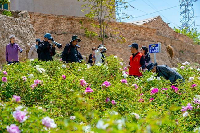 甘肃榆中：深耕牡丹产业“花样经济”别样绽放(图2)