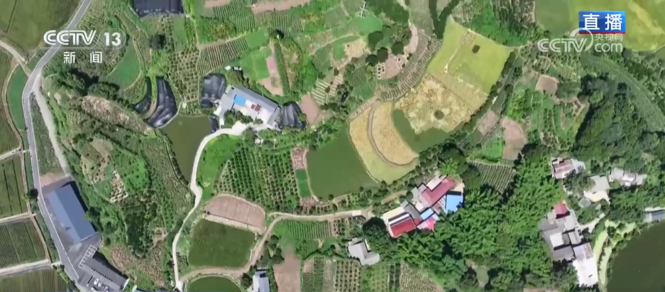 新模式打造新“稻”路“水稻+”绘就希望的田野好“丰”景(图2)