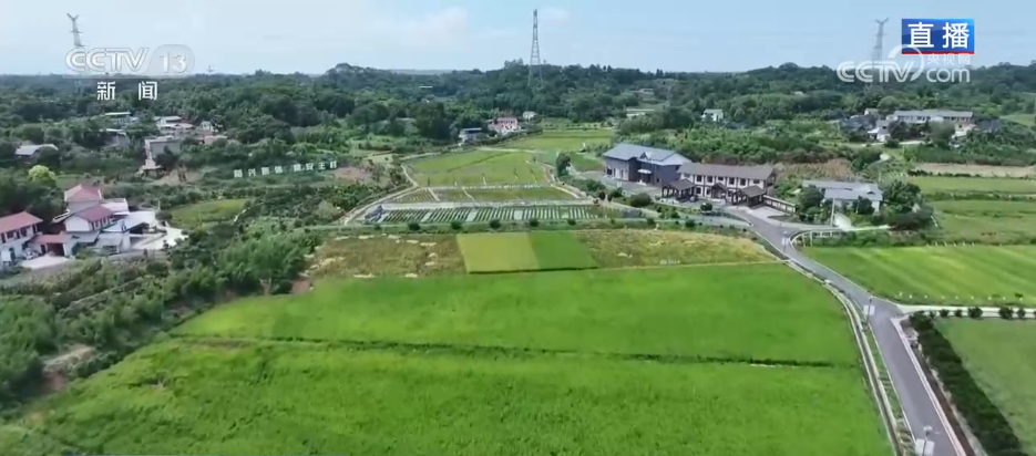新模式打造新“稻”路“水稻+”绘就希望的田野好“丰”景(图3)