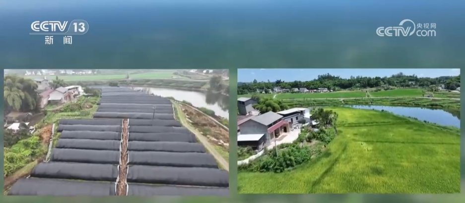 新模式打造新“稻”路“水稻+”绘就希望的田野好“丰”景(图6)